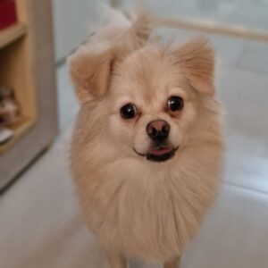 واگذاری پامر شیواوا