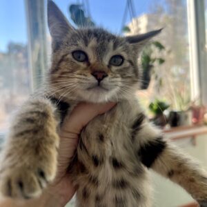 حنا کوچولو دختر مهربون خرخری