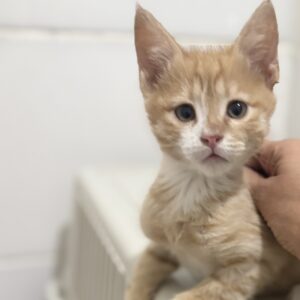 واگذاری بچه گربه DSH دو‌ماهه