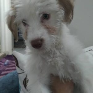 واگذاری سگ مالتیز تریز