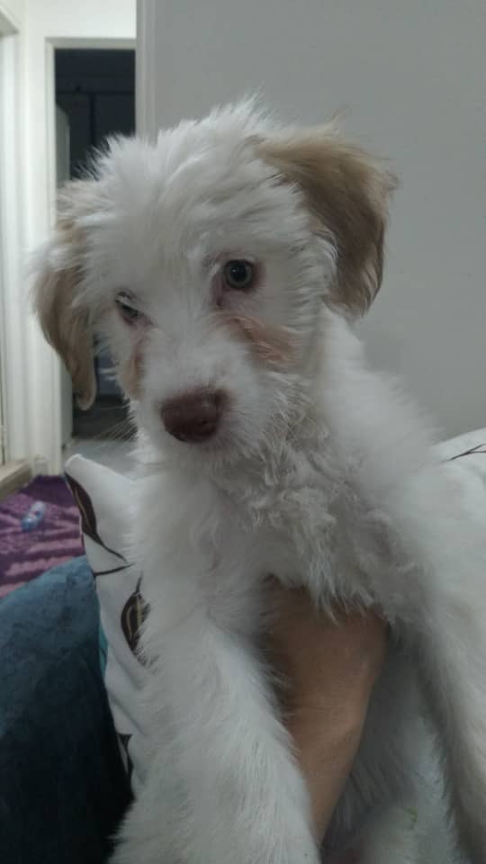 واگذاری سگ مالتیز تریز