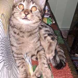 واگذاری بچه گربه