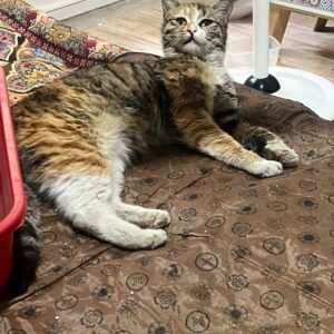 گربه آرام و رها شده