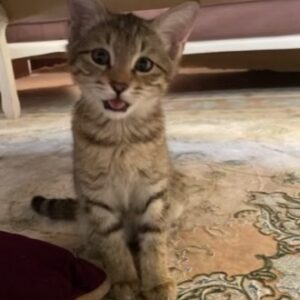 واگذاری گربه نر واکسن زده