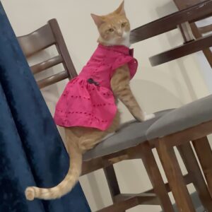 سرپرست مهربون برای گربه ملوس