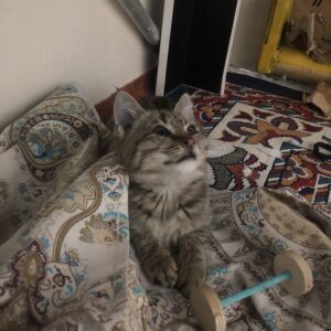 واگذاری بچه گربه