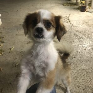 سگ آپارتمانی