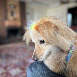 واگذاری فوری سگ