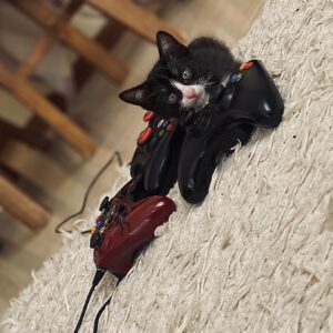 گربه تاکسیدو