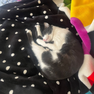 واگذاری گربه نر ( تاکسیدو)