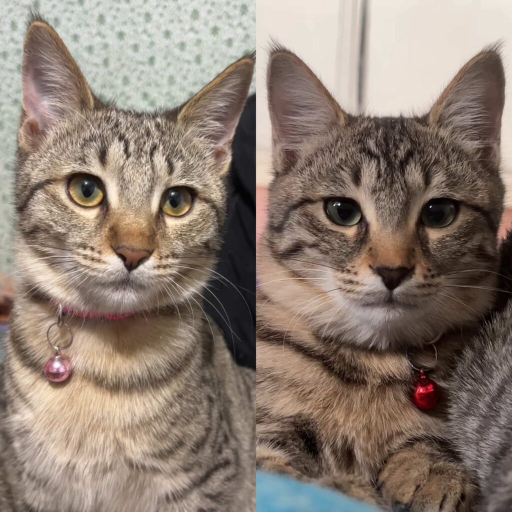 واگذاری بچه گربه ها بعد از سه ماه