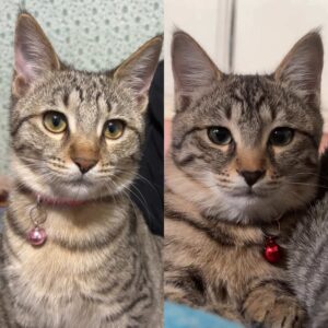 واگذاری بچه گربه ها بعد از سه ماه