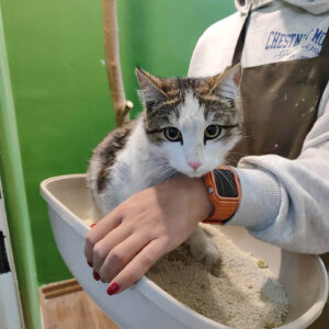 واگذاری گربه پسر ۱/۵ ساله ، نیاز به مراقبت ، معلول