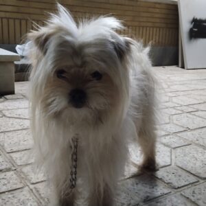 در شاهین شهر گمشده،یابنده مژدگااانی دارد