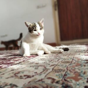 پسر بچه ۵ ماهه