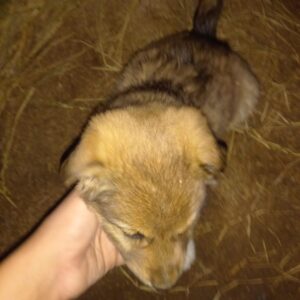 توله سگ نژادار ۲ماه برای نگهبانی وچوپانی