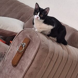 واگذاری گربهDsh