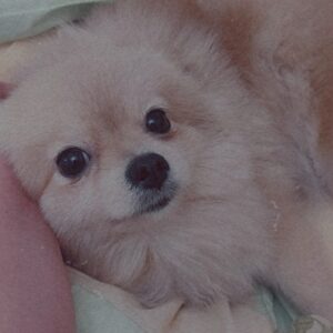 واگذاری موقت پامرانین ماده