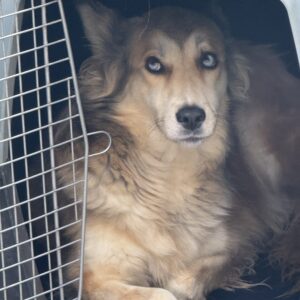 میکس گلدن و هاسکی