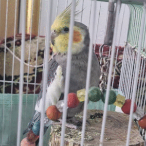 عروس هلندی گمشده بوشهر اهرم