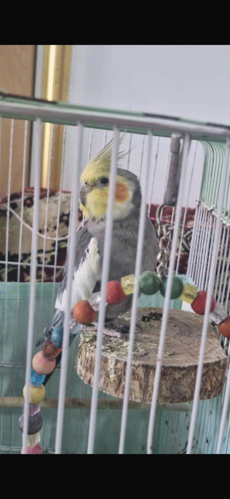 عروس هلندی گمشده بوشهر اهرم