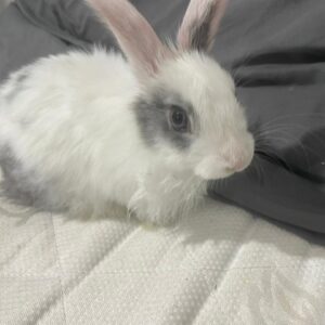 واگذاری رایگان خرگوش لوپ
