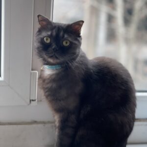 گربه اسکاتیش مشکی قهوه ای