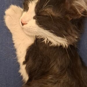 🧿پسر تاکسیدوی خوش تیپ و موبلند 🧿