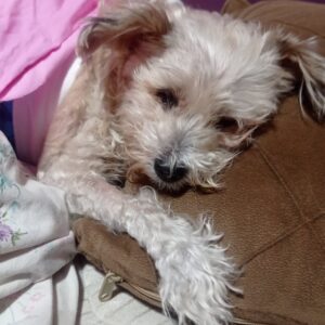 واگذاری سگ تریر ماده