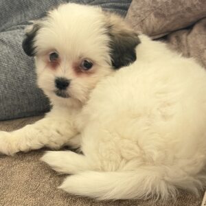 واگذاری رایگان توله شیتزو فلت نر دوماهه