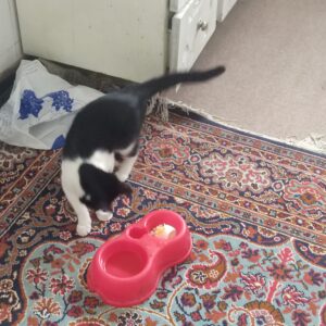 واگذاری گربه سیاه و سفید