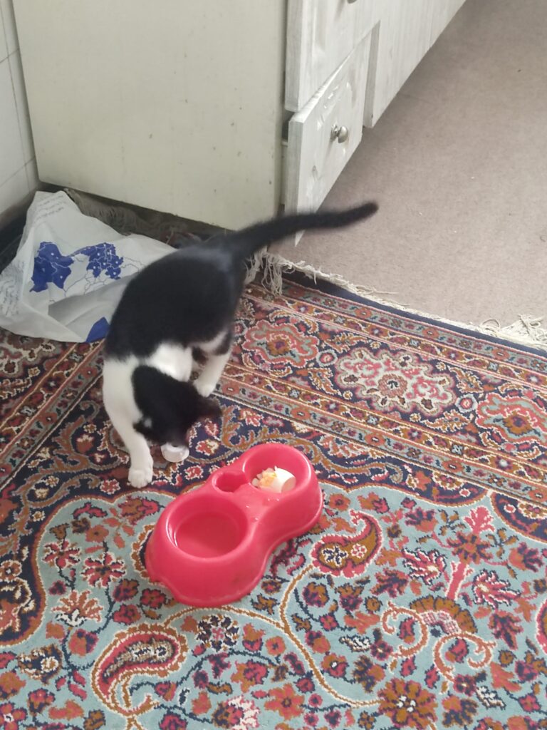 واگذاری گربه سیاه و سفید