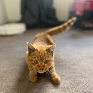 خرگربه‌نارنجی