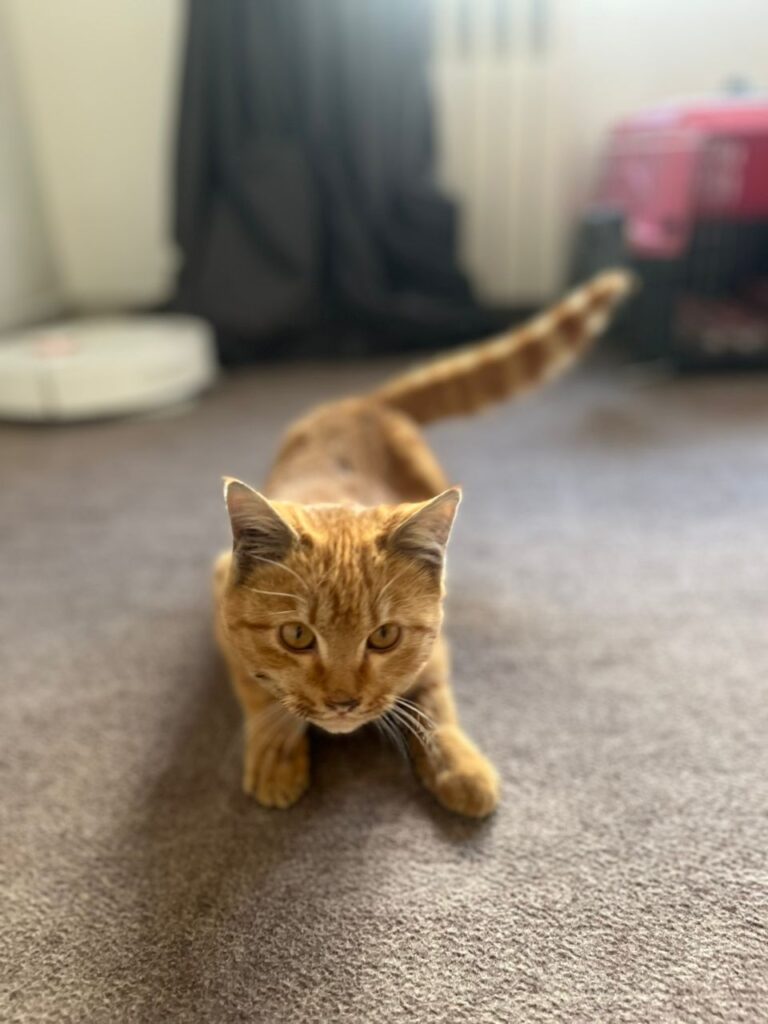 خرگربه‌نارنجی