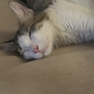 گربه DSH ماده کوچک