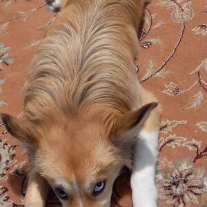 توله هفت ماهه هاسکی