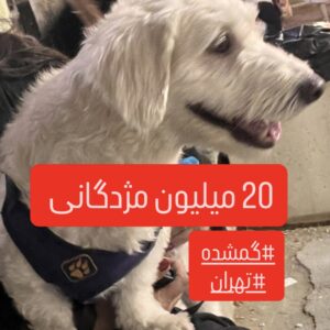 سگ گمشده محدوده فلاح