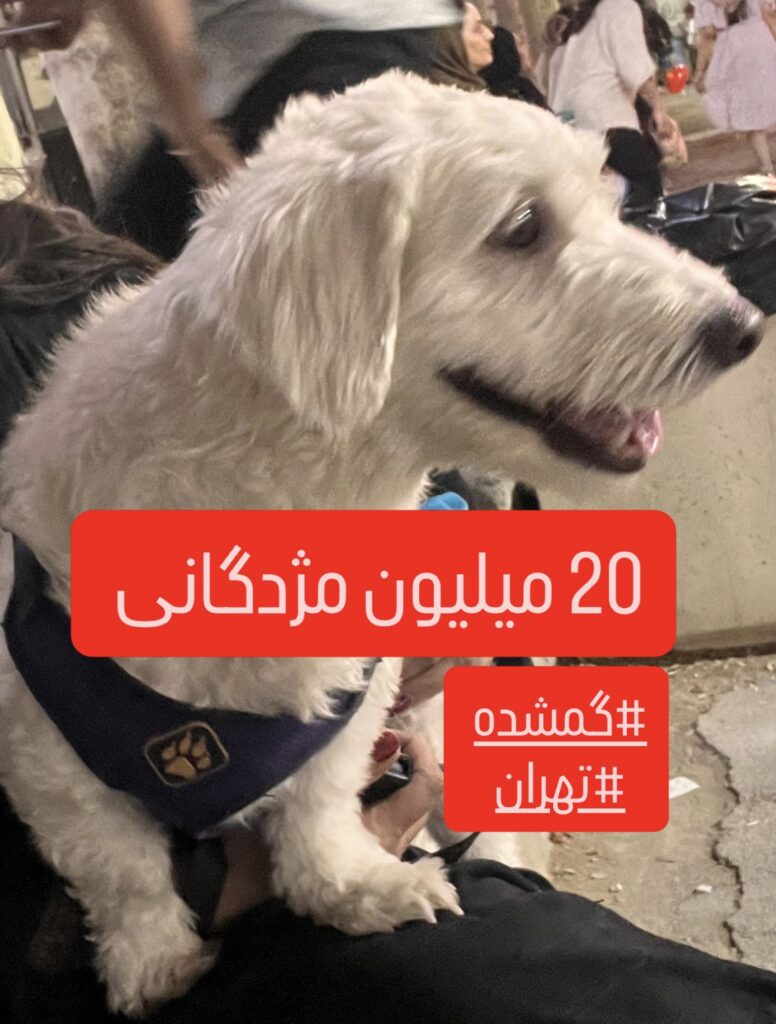 سگ گمشده محدوده فلاح