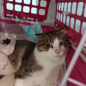 واگذاری گربه Dsh