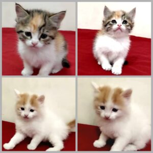 پیشی کوچولوها