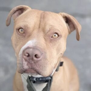 مژدگانی ۲۵ میلیونی برای پیتبول ۲ ساله