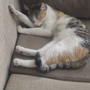 واگذاری گربه