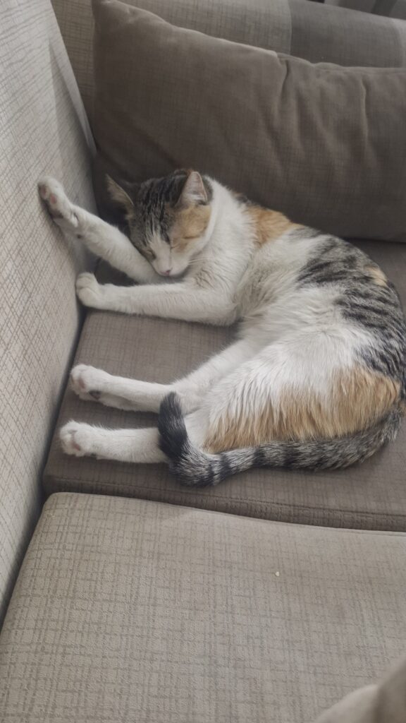 واگذاری گربه