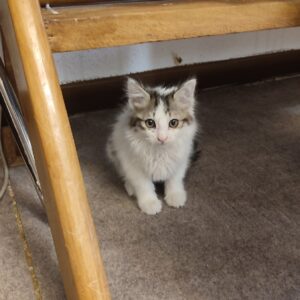 واگذاری بچه گربه