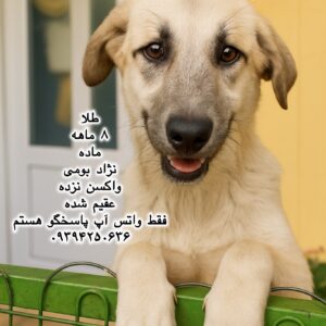 دختر هشت ماهه بومی (طلا)