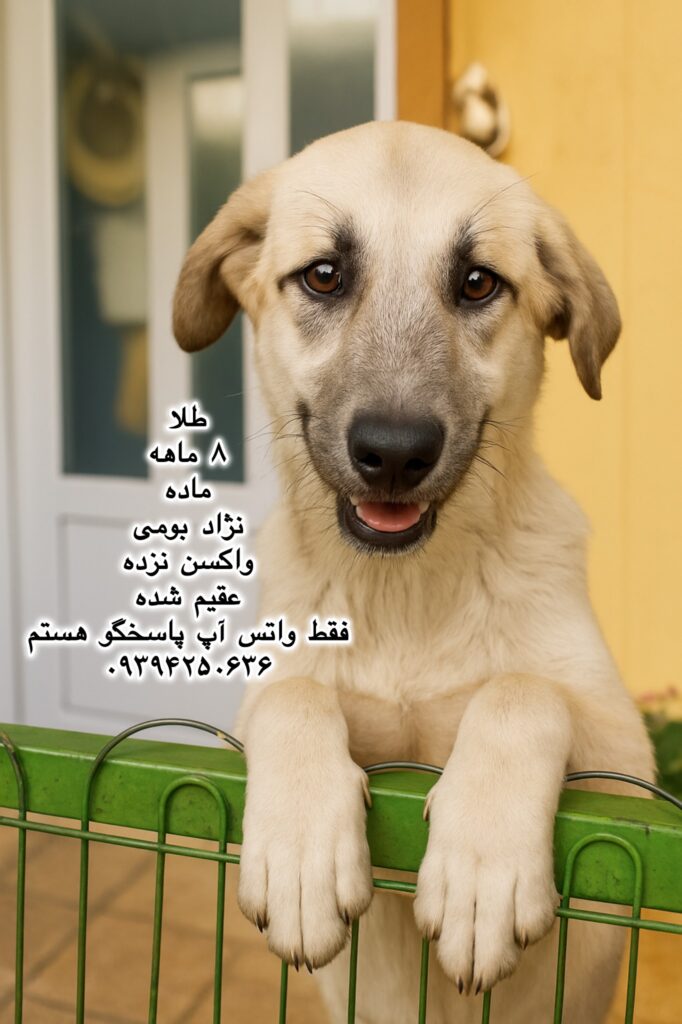 دختر هشت ماهه بومی (طلا)