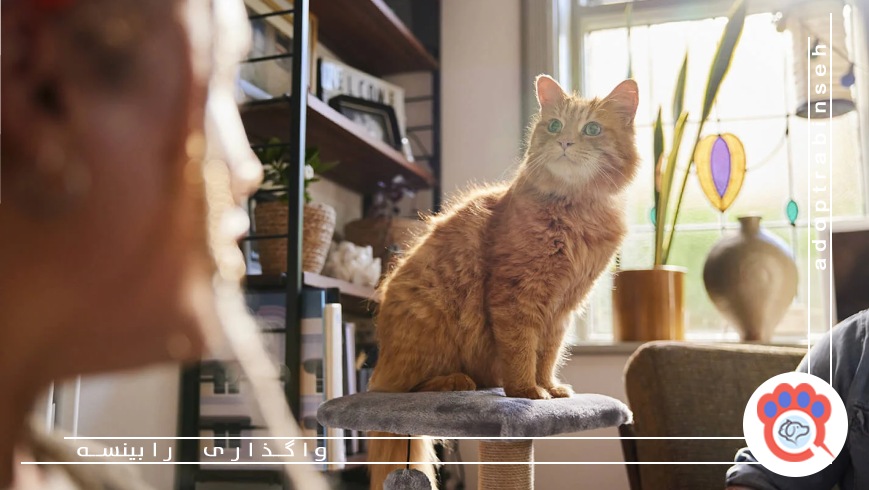 آموزش های ضروری برای صاحبان حیوانات خانگی