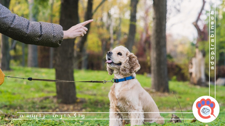 نکات مهم بهداشت و نظافت حیوانات خانگی
