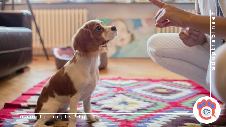 آموزش رفتار صحیح حیوانات خانگی از چه زمانی باید آغاز شود؟