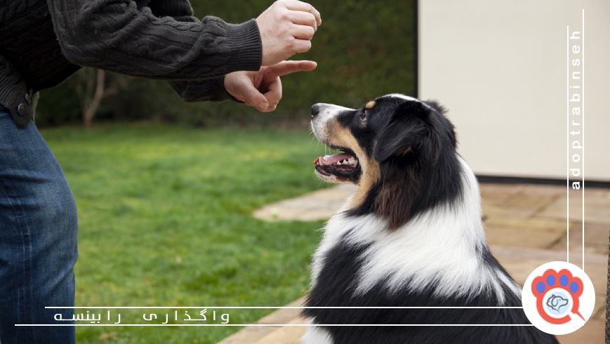 آموزش های ضروری برای صاحبان حیوانات خانگی